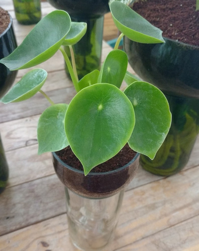 Cuchara Little Plant 24 Sin Soporte, Maceta Autorregante
