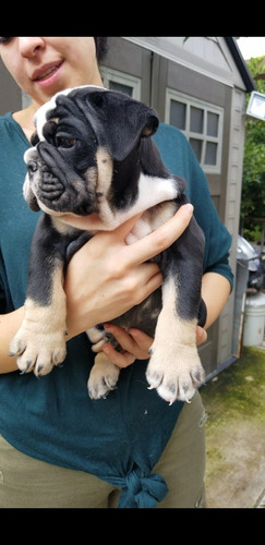 Imagen 6 de 8 de Bulldog Ingles Exotico