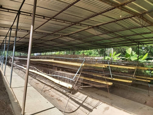 Imagen 8 de 11 de Precio Oportunidad Granja Aves Carlos Arvelo - Anggi Zerpa