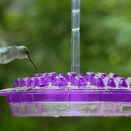 El Mejor Comedero Para Pájaros Comedero Para Colibríes