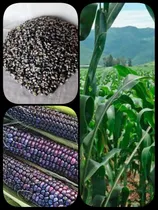 Comprar 10 Kl De Semilla De Maiz Azul Para Consumo O Para Sembrar