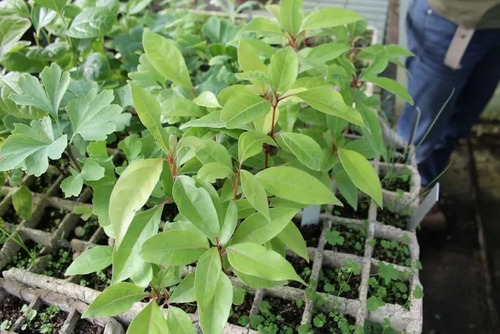 Planta De Alcanfor (cinnamomum Camphora)