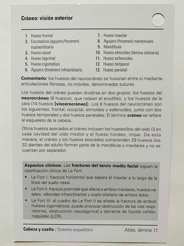 Netter Flash Card De Anatomia 5a Ed Originales Y Nuevas