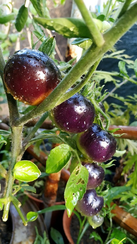 Semillas Tomate Cherry Negro Kumato + Rojo Extra Grande