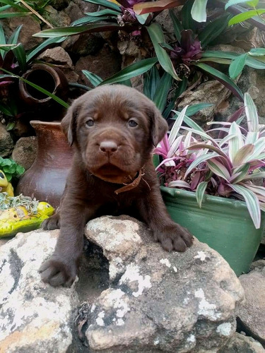 Hermosos Labrador Puros Con Obra Social 12 Meses + Cert