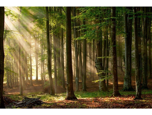 Fotomurales Bosques Modelos Tapiz Vinil Autoadhesivo Color Luz En El Bosque