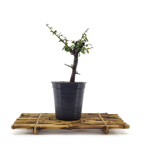 Plantín Cotoneaster Dameri 4años De Semilla Domestic Bonsai 