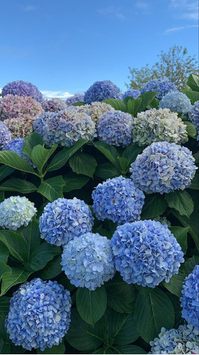 Flor De Hortensia Blue  + Semilla+ Abono  