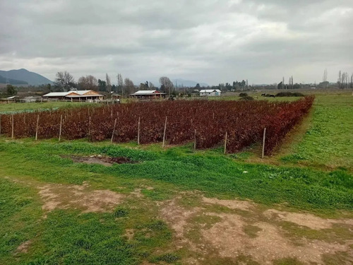 Venta De Parcela Con Casa, Piscina Y Producción Frutal Mol