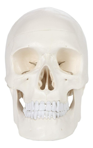 Cráneo Humano - Modelo Anatómico 