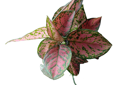 Aglaonema Rosa