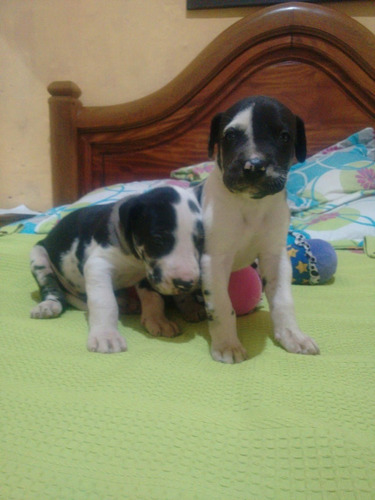 Espectaculares Cachorros Gran Danés 