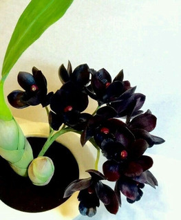 Orquideas Negras Plantas | MercadoLibre 📦