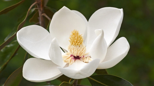 Sementes Flor Magnolia Grandiflora Árvore Rosa P/ Mudas