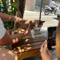 Comprar Cachorras Husky Siberiano. ( Leer Descripción)