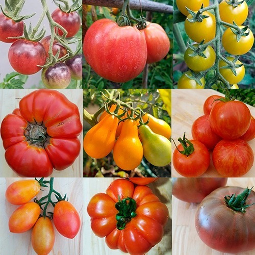 Super Combo Semillas 10 Tomates Raros Y Cherrys - Orgánicos 