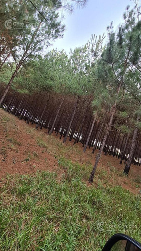 Imagen 8 de 8 de Se Vende Chacra Sobre Ruta 4. Pegada Al Pueblo. Ideal Loteo- Bonpland. Misiones