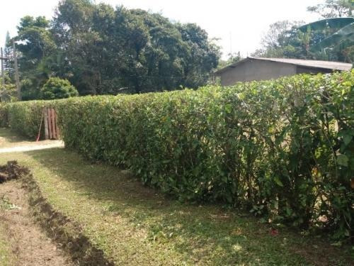Imagem 12 de 13 de Chácara Em Itanhaém Com 2500m² - Analisa Ofertas À Vista!