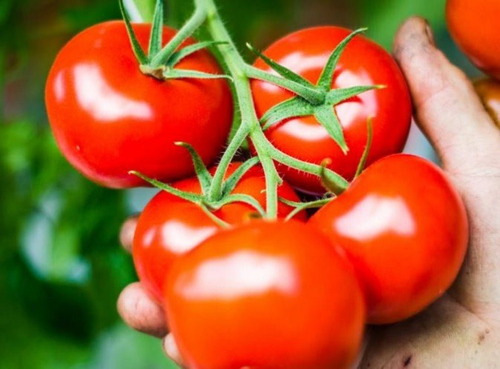 50 Semillas De Tomate Bratonne + Instructivo