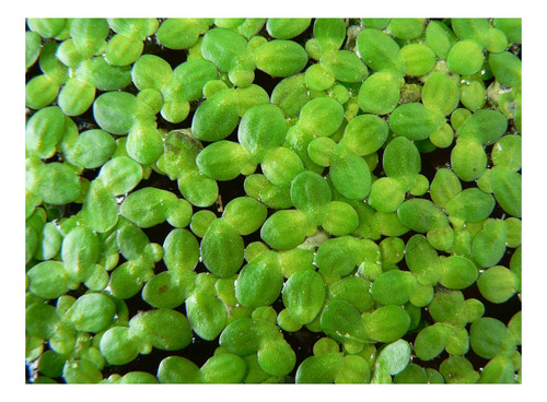 Pack Plantas Flotantes Lemna Minor Y Major - Porcion 30x30