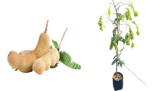 Arbol De Tamarindo Fruto Grande A/2