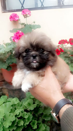 Shitzu Cachorros Macho Y Hembra 300 Color Caramelo Puros