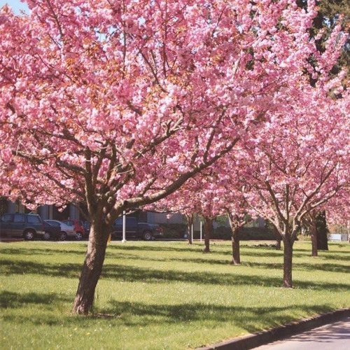 Imagen 2 de 5 de Prunus Sakura Cerezo Japonés, Cerezo De Flor Arbustivo 30lts