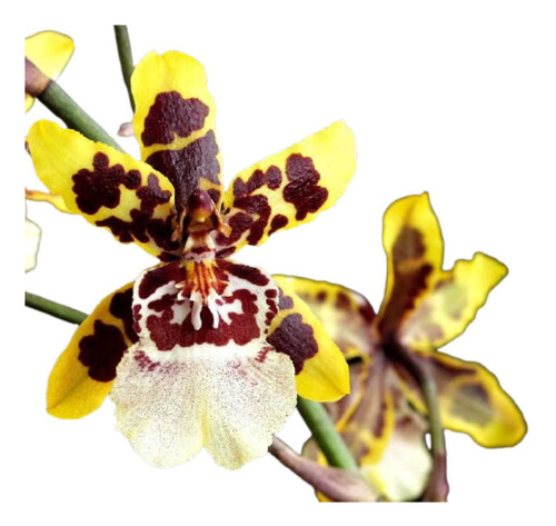 Orquidea Colmanara Wildcat Flor Exotica Muda Pintalgada