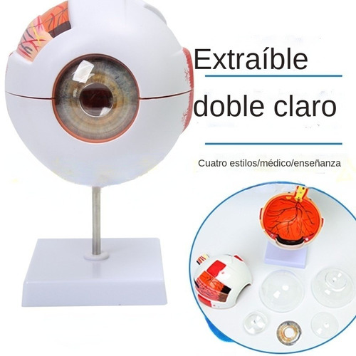 Modelo De Enseñanza De Anatomía Del Globo Ocular Humano Con