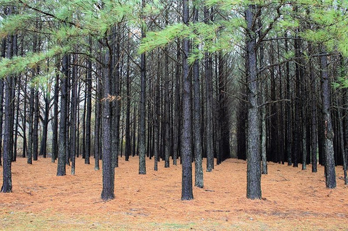 40 Sementes De Pinus Taeda - Loblolly Pine - Pinheiro Árvore