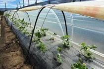 Comprar Nylon Invernaculo Agro Filtro Uv - 120 Micrones Tri Capa