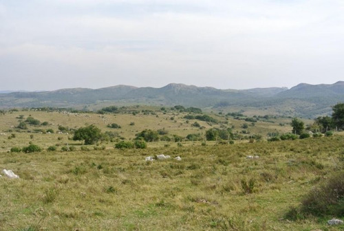 Mieres Vende Campo , Maldonado. Fracción De 41,5 Hectáreas
