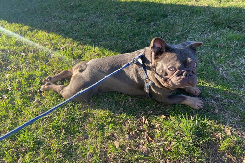 Bulldog Francés Exóticos Para Monta Lilac And Tan
