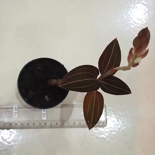 Kit 2 Ludisia Discolor Orquídea Pipoca Joia Terrestre Rara