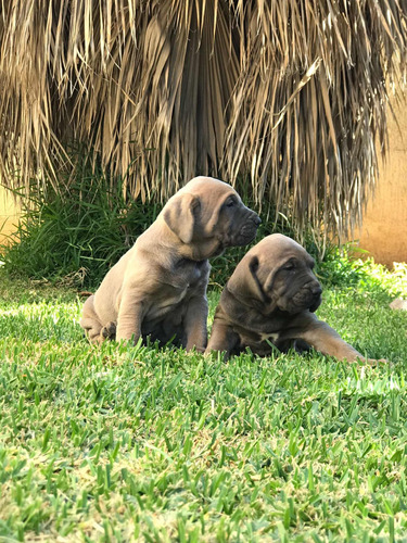 Cachorros Filas Brasileños