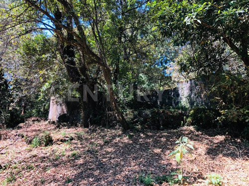 Terreno Venta Cocuatla Tepoztlan San Juan Tlacotenco Ocotes Tepoztlan Morelos