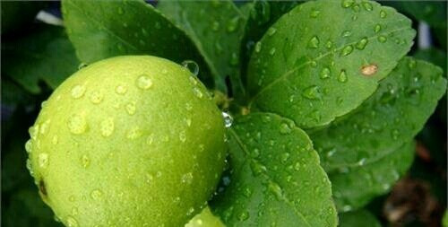 Imagen 1 de 2 de Frutales Limoneros Grandes Ya Dando!!!!2m Aprox +abono
