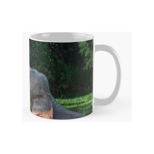 Taza Un Elefante Asiático Macho Disfruta Bañándose Calidad P