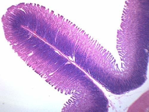 Portaobjetos De Microscop Simple Columnar Epithelium, Tissue