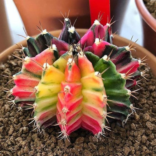 20 Semillas Cactus Arcoiris