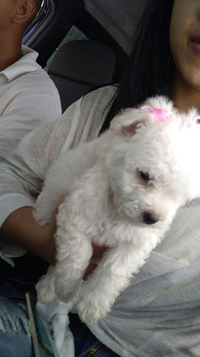 Poodle Micro Toy