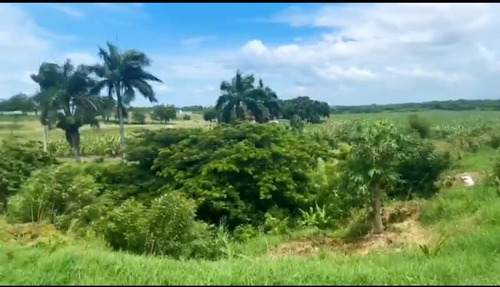 Finca Agrícola De Guineos 252 Tareas Mao, Valverde