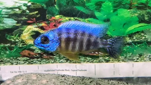 Protomela Sp. Taiwan Reef