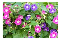 Comprar Sementes De Ipomeia Púrpura Heavenly Com Azul Feltrin 500mg