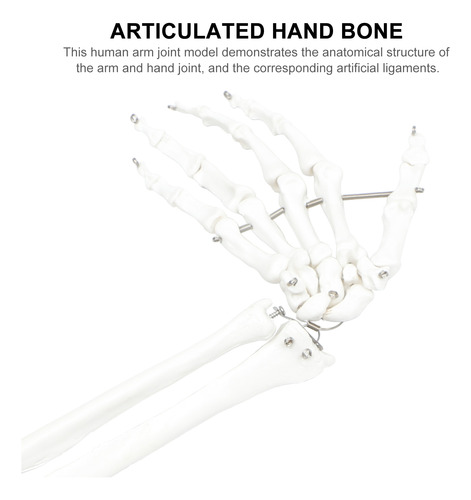 Modelo De Brazo Humano Brazo Anatómico Científico Todos Los
