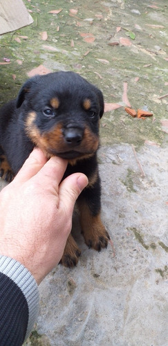 Rottweiler Cachorros Puros Todo El Año