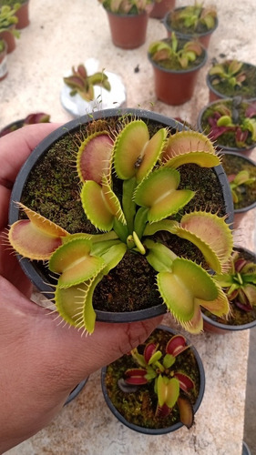 Nepenthes Bloody Mary Y Venus B52