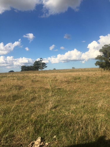Imagen 6 de 15 de Campo Ganadero 232 Hectáreas (90 Hectáreas Son De Soja) .ruta 9