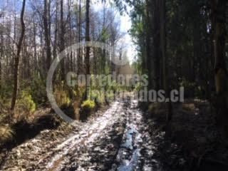 Imagen 9 de 14 de Sitio Forestal En Venta En Curacautín