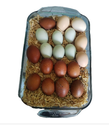 14 Huevos Fertil De Marans, Brahma, Ameraucana Y Paduanos.